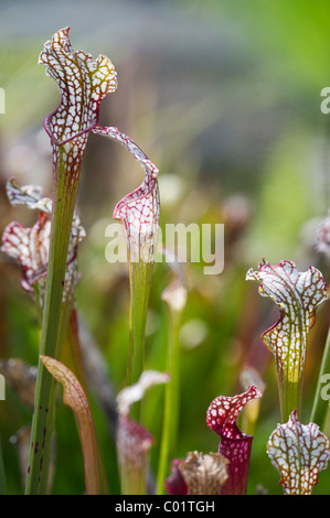 Schlauchpflanze (Sarracenia), fleischfressende Pflanze Stockfoto