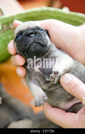 Eine zwei Wochen altes Baby Mops Welpen von Händen gehalten Stockfoto