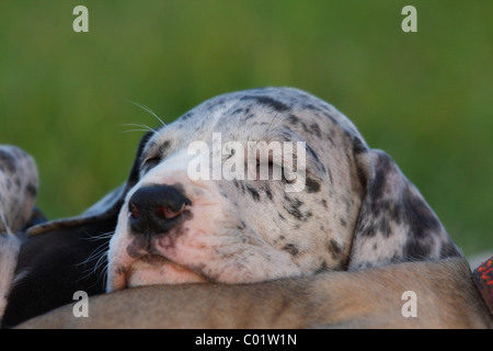 Deutsche Dogge-Portrait Stockfoto