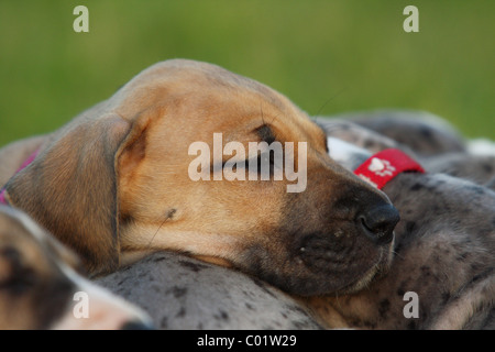 Deutsche Dogge-Portrait Stockfoto