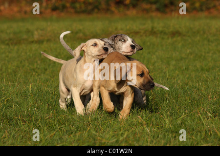 Deutsche Dogge Welpen Stockfoto