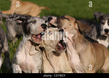 Deutsche Dogge Welpen Stockfoto