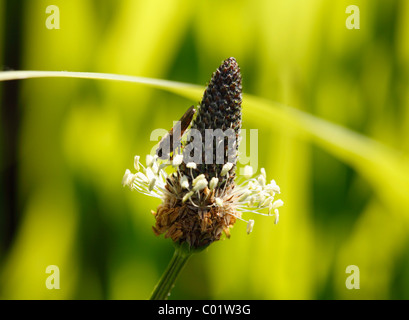 Englisch-Wegerich (Plantago Lanceolata), Blüte mit einem Hover Fly, Republik Irland, Europa Stockfoto