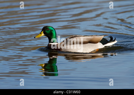 Stockente Anas Platyrhynchos, Männlich, Norfolk Stockfoto