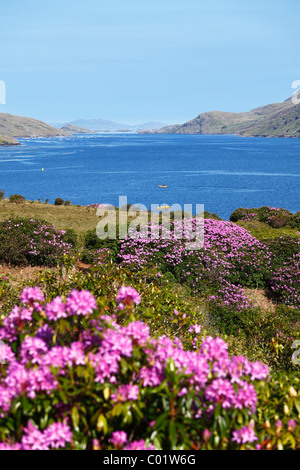 Rhododendron-Büsche am Killary Harbour, Connemara, County Galway, Republik Irland, Europa Stockfoto