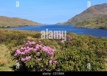 Killary Harbour mit Rhododendron Sträucher, Connemara, County Galway, Republik Irland, Europa Stockfoto