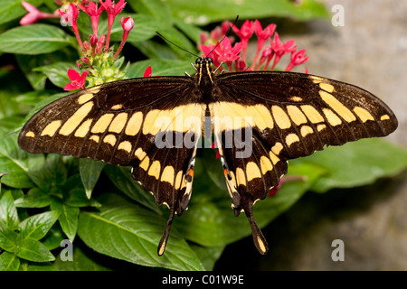 König Schwalbenschwanz Schmetterling (Papilio Thoas) Stockfoto