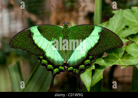 Smaragd Schwalbenschwanz Schmetterling (Papilio Palinurus) Stockfoto