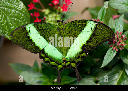 Smaragd Schwalbenschwanz Schmetterling (Papilio Palinurus) Stockfoto