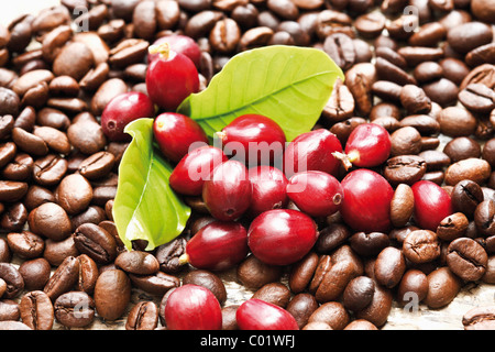 Rote Kaffeebeeren (Coffea Arabica) auf einem Bett aus Kaffeebohnen mit Kaffee Blätter Stockfoto