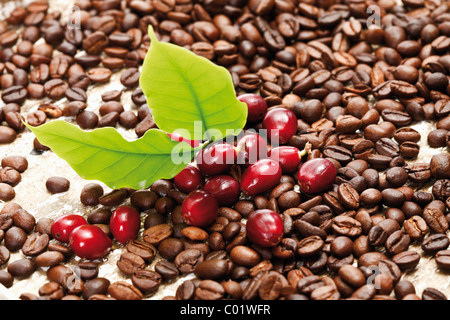 Rote Kaffeebeeren (Coffea Arabica) auf einem Bett aus Kaffeebohnen mit Kaffee Blätter Stockfoto