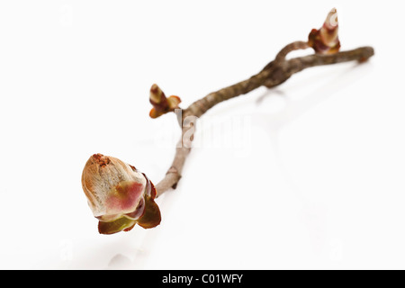 Knospe der Rosskastanie (Aesculus Hippocastanum) Stockfoto