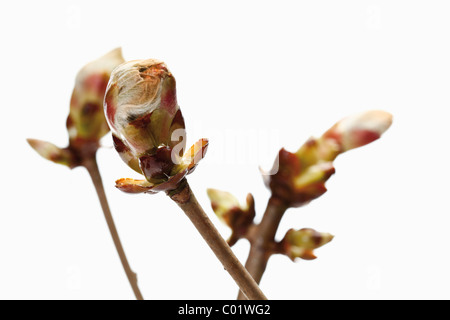 Knospen der Rosskastanie (Aesculus Hippocastanum) Stockfoto