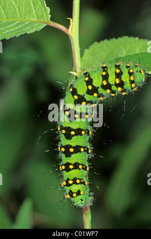 Kleine Kaiser-Motte (Saturnia Pavonia), Erwachsene Raupe auf einem Blatt Blackthorn Fütterung Stockfoto