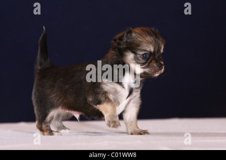 Chihuahua-Welpe Stockfoto