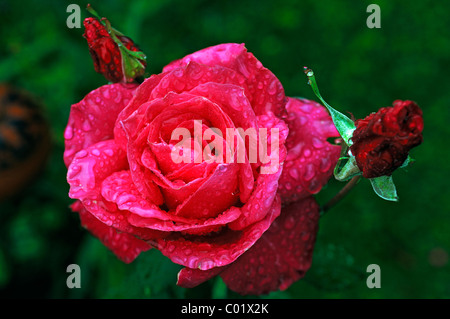 Rose (Rosa) "Peter Frankenfeld", Rosenblüten mit Regen Tropfen Stockfoto