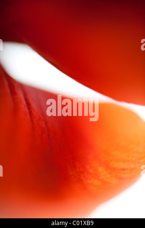 Abstrakte Blume, Amaryllis (Hippeastrum) Stockfoto