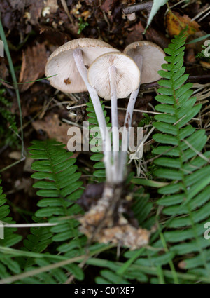 Gruppierten Toughshank, Gymnopus Confluens (Syn.Collybia Confluens Marasmius Confluens), Marasmiaceae (ehemalige Tricholomataceae). Stockfoto