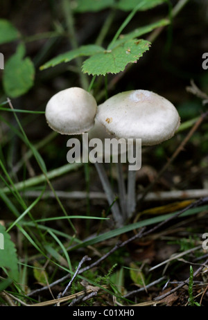 Gruppierten Toughshank, Gymnopus Confluens (Syn.Collybia Confluens Marasmius Confluens), Marasmiaceae (ehemalige Tricholomataceae). Stockfoto