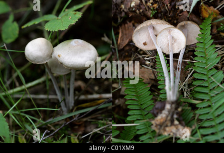 Gruppierten Toughshank, Gymnopus Confluens (Syn.Collybia Confluens Marasmius Confluens), Marasmiaceae (ehemalige Tricholomataceae). Stockfoto