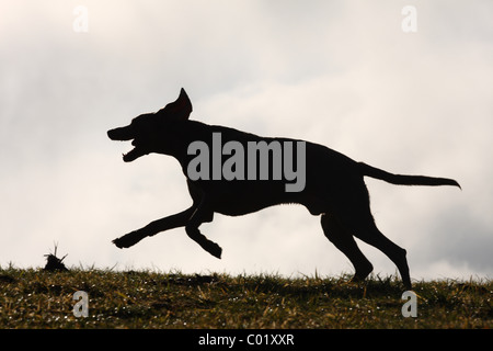 männliche Weimaraner Stockfoto