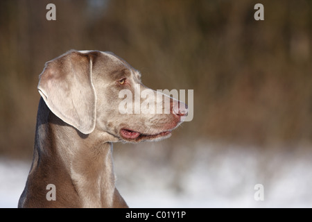 Weimaraner im Schnee Stockfoto