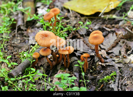 Die Betrüger oder wachsartige Lacktrichterling, Lacktrichterling Laccata, Hydnangiaceae. Stockfoto