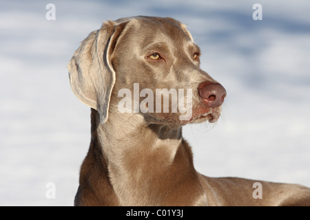Weimaraner im Schnee Stockfoto