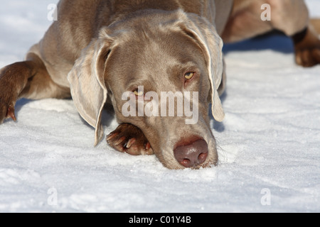 Weimaraner im Schnee Stockfoto
