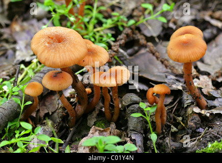 Die Betrüger oder wachsartige Lacktrichterling, Lacktrichterling Laccata, Hydnangiaceae. Stockfoto