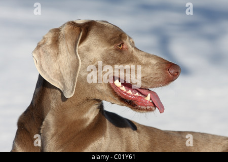 Weimaraner im Schnee Stockfoto
