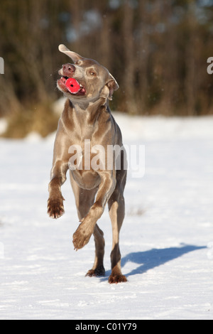 Weimaraner im Schnee Stockfoto