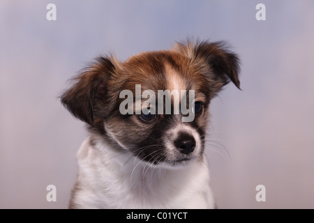 Chihuahua-Welpe Stockfoto