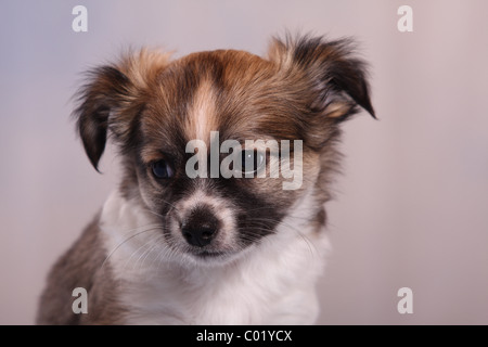 Chihuahua-Welpe Stockfoto