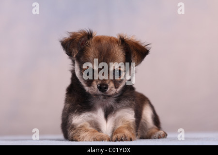 Chihuahua-Welpe Stockfoto