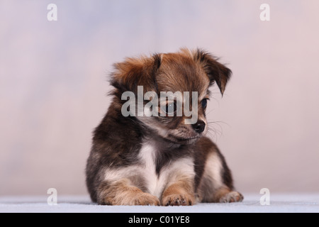 Chihuahua-Welpe Stockfoto