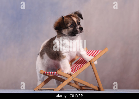 Chihuahua-Welpe Stockfoto