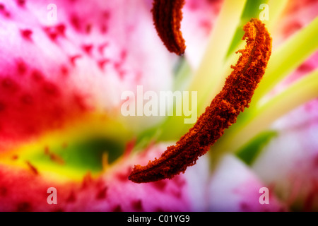 Nahaufnahme einer Lilie Stargazer Stockfoto