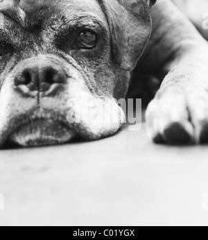 Hund, Boxer, liegend Stockfoto