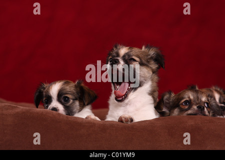 Chihuahua Welpen Stockfoto