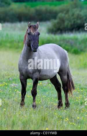 Männliche Konik-Pferd (Equus Przewalskii F. Caballus), Hengst, Tarpan zurück Zucht Stockfoto