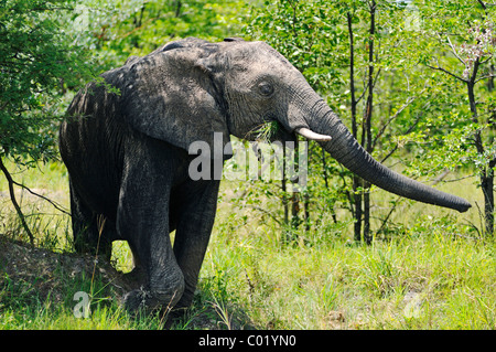 Junger afrikanischer Bush Elefant (Loxodonta Africana) während der Fütterung, der Khwai River, Okavango Delta, Botswana, Afrika Stockfoto