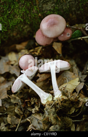 Erde-Inocybe oder lila Fibrecap, Inocybe Geophylla Var Lilacena, Cortinariaceae. Wächst in Buche Laubstreu, August, Ashridge. Stockfoto