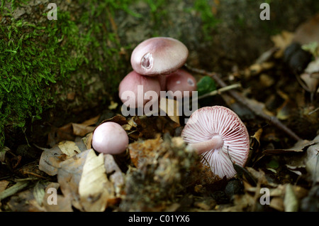 Erde-Inocybe oder lila Fibrecap, Inocybe Geophylla Var Lilacena, Cortinariaceae. Wächst in Buche Laubstreu, August, Ashridge. Stockfoto