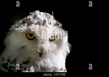 Schnee-Eule (Nyctea Scandiaca) - einziges erwachsenes Weibchen in Nahaufnahme-Herbst, Burgers Zoo - Niederlande, West-Europa, Europa Stockfoto