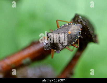 Wald oder rotbeinige Shieldbug, Pentatoma Art, Pentatomidae, Heteroptera, Hemiptera. Erwachsenen. Stockfoto