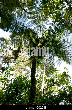 Guatemala. Alta Verapaz. Quetzal-Biotop. Stockfoto