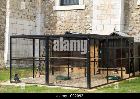 Die Raben den Tower of London. Stockfoto