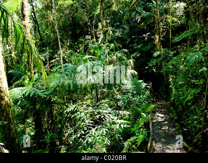 Guatemala. Alta Verapaz. Quetzal-Biotop. Stockfoto