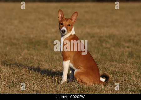 junger Basenji Stockfoto